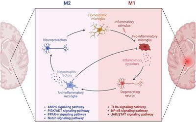 Microglia in Alzheimer’s disease: pathogenesis, mechanisms, and therapeutic potentials